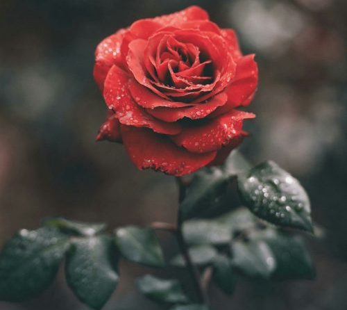 a red rose