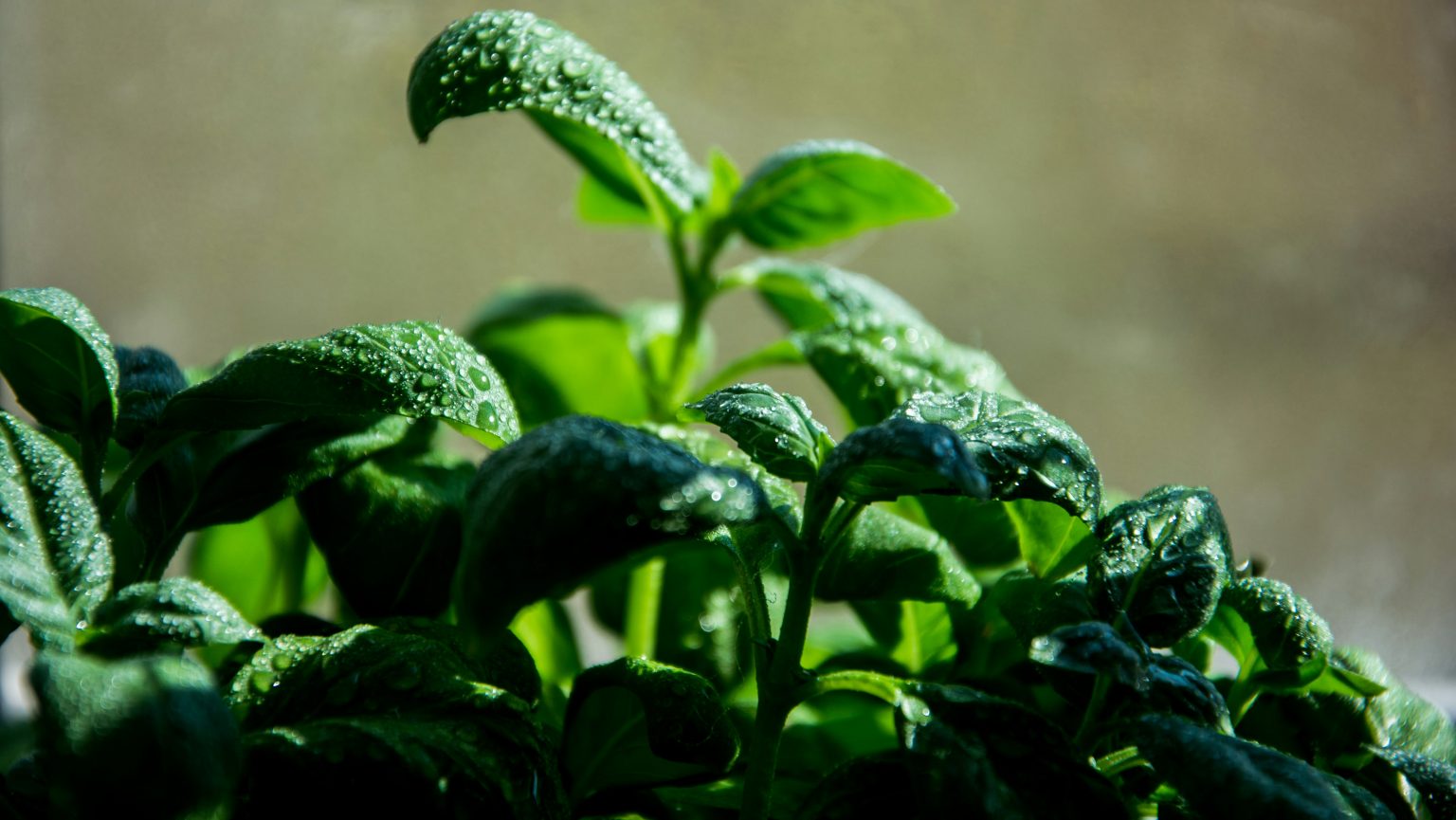 a growing plants