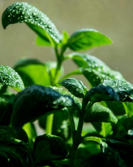 a growing plants