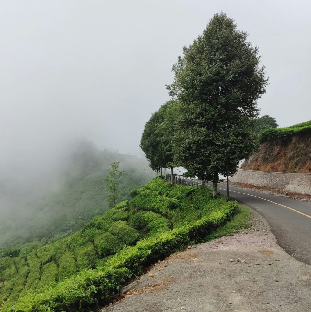 https://unsplash.com/photos/a-road-with-a-tree-on-the-side-of-it-SUNwCa1lQmE?utm_content=creditShareLink&utm_medium=referral&utm_source=unsplash